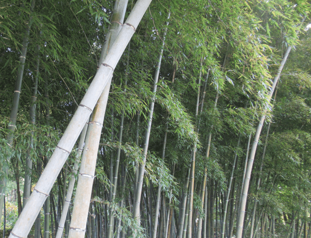 竹藪の画像