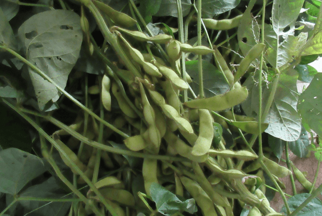 枝付きの枝豆の画像